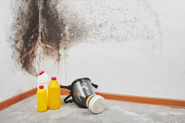 Best Toxic Mold Removal  in Anchorage, KY