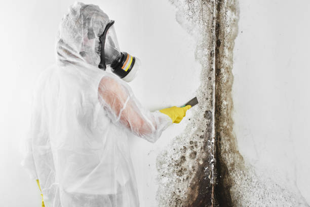 Best Mold Remediation  in Anchorage, KY