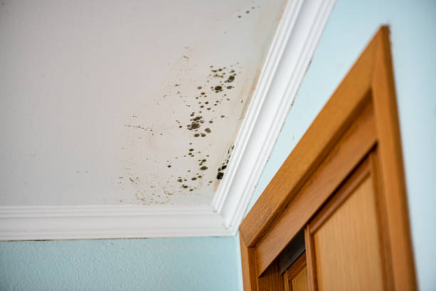 Best Home Mold Removal  in Anchorage, KY