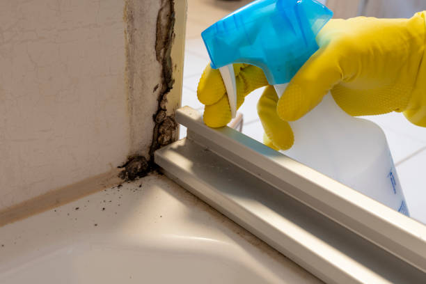 Best Black Mold Removal  in Anchorage, KY