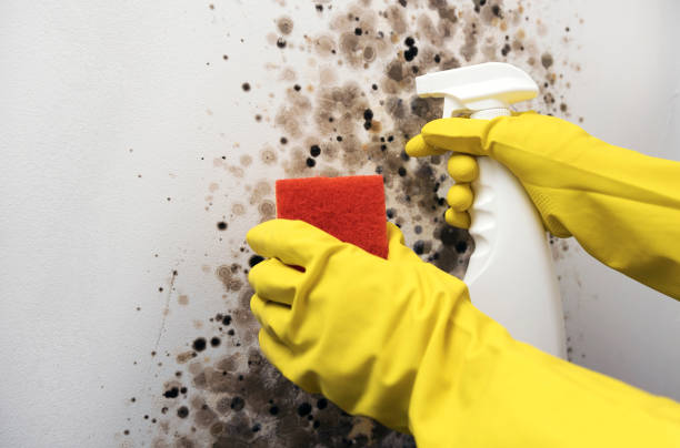 Best Mold Testing  in Anchorage, KY