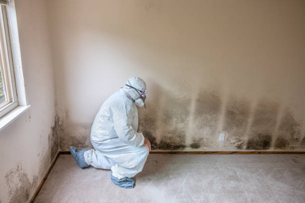 Best Local Mold Removal Service  in Anchorage, KY