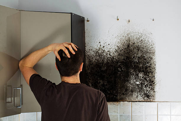 Best Emergency Mold Removal  in Anchorage, KY
